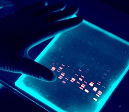 FORMAS DE DETECÇÃO DE OGMs - PCR - LaborGene